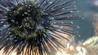 Equinodermos  echinoderms [upl. by Osbourne]