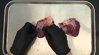 Pig Heart Dissection [upl. by Ellenehc]