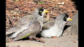 Noisy Miner birds  Manorina Melanocephala [upl. by Compton352]