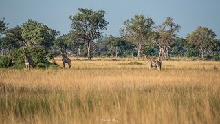 Botswana Safari  Kwando Splash Camp  Okavango Delta  Improved Edition 2021 [upl. by Britt]