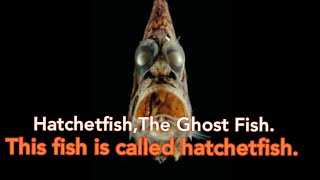 Hatchetfish The Ghost Fish This fish is called hatchetfish [upl. by Suirred]