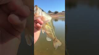 MidDay Bass fishing 🎣 [upl. by Nnahgem879]