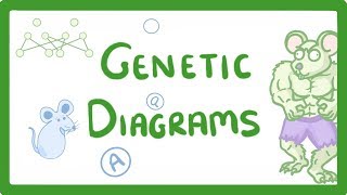 GCSE Biology  Genetic Diagrams 73 [upl. by Bilbe]