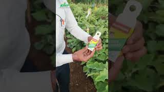 Trichogramma chilonis Green Bio Guard Tricho cards Biocontrol Agents  How To Use Trichocard [upl. by Nahtnanhoj]