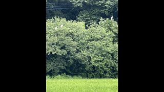 💕 𓅦 🐸 2022年7月13日 frogs sound and Egrets 개구리カエル [upl. by Tuppeny894]