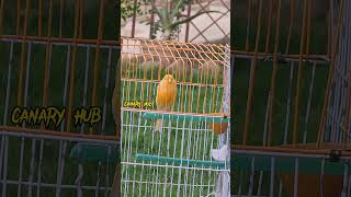 Canary singing birds sounds at its best  Melodies canary bird song bird canary shorts [upl. by Nolyad]