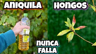 El AGUA que MATA cualquier HONGO de tus PLANTAS Fungicida casero con Vinagre  Jardín [upl. by Grose]