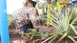 Museveni back at Farm Harvests pineapples Bananas and cuts grass for cattle feeding [upl. by Redep]