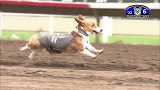 Corgi Racing With Hilarious Commentary 🐶 [upl. by Yeltihw917]