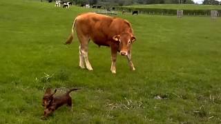 wirehaired dachshund puppy is playing with cow [upl. by Vachel]