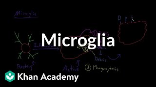 Microglia  Nervous system physiology  NCLEXRN  Khan Academy [upl. by Ymmac669]