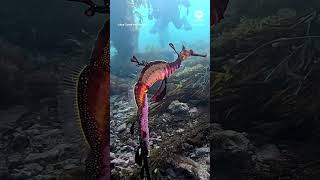 Diver spots male seadragon with vibraint pink eggs  ABC News [upl. by Isborne]