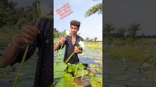 আমি আমার ভাই খালে গেলাম শাপলা তুলতে shortvideo reelsvideo love [upl. by Ahsaercal]