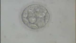 Early Blastocyst [upl. by Ridley580]