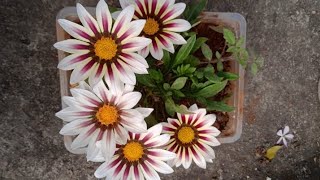 How to Grow Gazania plant from seed 🌸🌼🌱 [upl. by Soloman19]