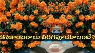 How To Get More Blooms in Crossandra PlantKanakambaram mokkalu crossandra kanakambaram flowers [upl. by Airotciv]