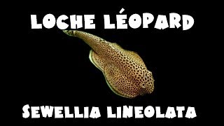 Loche léopard  Sewellia lineolata [upl. by Prosperus]