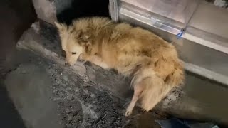 Blind Dog Abandoned In A Parking Lot Cried For A Whole Night Got Shooed Away By Security Guard [upl. by Ellicul]