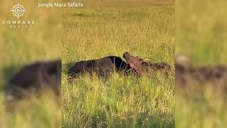 Buffaloes Trapped by Horns Cut Loose [upl. by Ader398]