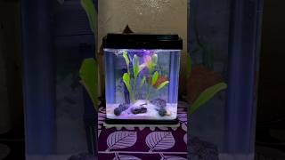 Guppy Fish Planted Nano Tank Setup🐠  Model RS 230 EL  ytshorts fish aquarium guppy shorts [upl. by Hauck]