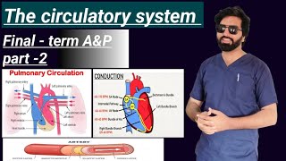 The Circulatory System Part 2 [upl. by Eixid396]