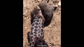 🐗 Warthog Arent Weak । Top 5 Interesting Facts About Animals। shorts wildlife facts animals [upl. by Eelana]