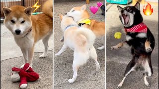 ルンルン遊ぶ柴犬たちが可愛過ぎました！ [upl. by Helmut]