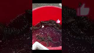 Crocodile farms Artificial hatching process of baby crocodiles [upl. by Hannon]