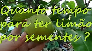 Quanto tempo demora para limoeiro produzir frutos por semente [upl. by Asira]