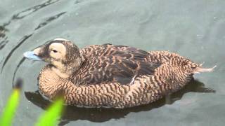 spectacled eider [upl. by Sarad710]