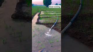 Sham bhi khob hai FARMER madhyapradesh love desi farmer kisan farming viral haryana punjab [upl. by Asehr]