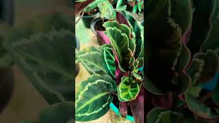 Calathea Plant കലാത്തിയ ചെടികളുടെ ഭംഗി [upl. by Oiralih]