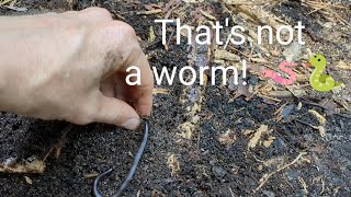 What looks like a worm but isnt a worm A unique garden find [upl. by Dollar]