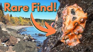 RARE Thomsonite Found while Rockhounding Lake Superiors North Shore [upl. by Imik]