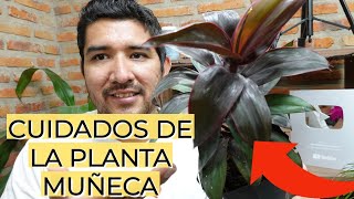 Planta Dracena o Muñeca  Todo lo que tienes que Saber  Aprendiendo a Cuidar [upl. by Monah]