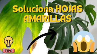 ¿Por Qué Mis Plantas Tienen Bordes Amarillos Descubre las Causas y Soluciones [upl. by Justino]