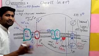 Chemiosmosis fsc 1 lec 09 by Irtisamsbiology [upl. by Tehcac911]