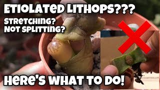 Lithops update  what to do with etiolated stretching not splitting living stone  living rocks [upl. by Hueston196]