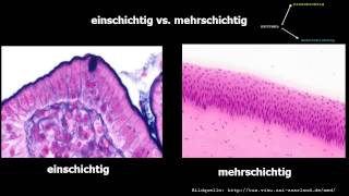 Histologie ─ Oberflächenepithelien [upl. by Encratia]