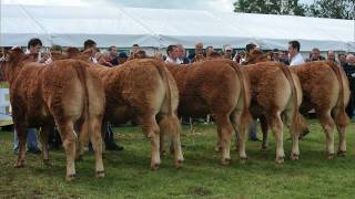 Irish Limousin Cattle  Irelands Number One AI Beef Breed [upl. by Kamaria]