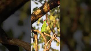 Bluethroated Barbet barbet birds birdsvideo storm nature senses bluethroatedbarbet [upl. by Gomez]