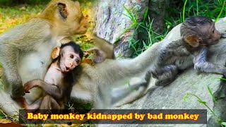 The baby monkey was crying for its mother but unfortunately it was kidnapped [upl. by Dnaloy144]