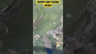 Massive Carp Feeding Frenzyfishing fish nature [upl. by Nalyr]