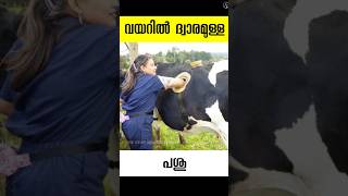 പശുവിൻ്റെ വയറിൽ കൈയിടാൻ ഒരു ധ്വാരം cannulaed cow malayalam facts shots [upl. by Ahsekat]