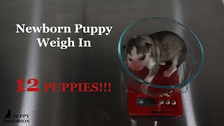 Newborn Puppy Weigh In  Gerberian Shepsky  German Shepherd Siberian Husky Puppies [upl. by Ireg]