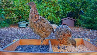 Highlights Today hedgehogs pheasants squirrel Recke Germany  Aug 04 2020 [upl. by Kristen904]