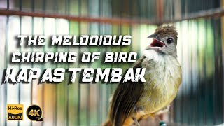 THE MELODIOUS CHIRPING OF BIRDS KAPAS TEMBAK [upl. by Belen]