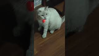 Domestic Short Hair  British Shorthair Cat For Adoption  1 Year 8 Months Dayah from Petaling Ja [upl. by Ellison]