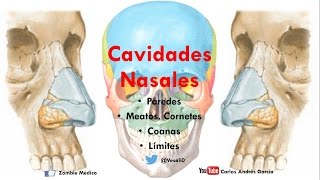 Anatomía  Cavidade Nasales Porción Ósea Límites Forámenes Coanas Meatos [upl. by Aliuqaj]