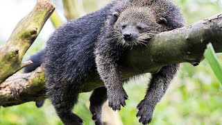 BINTURONG [upl. by Enimzzaj]